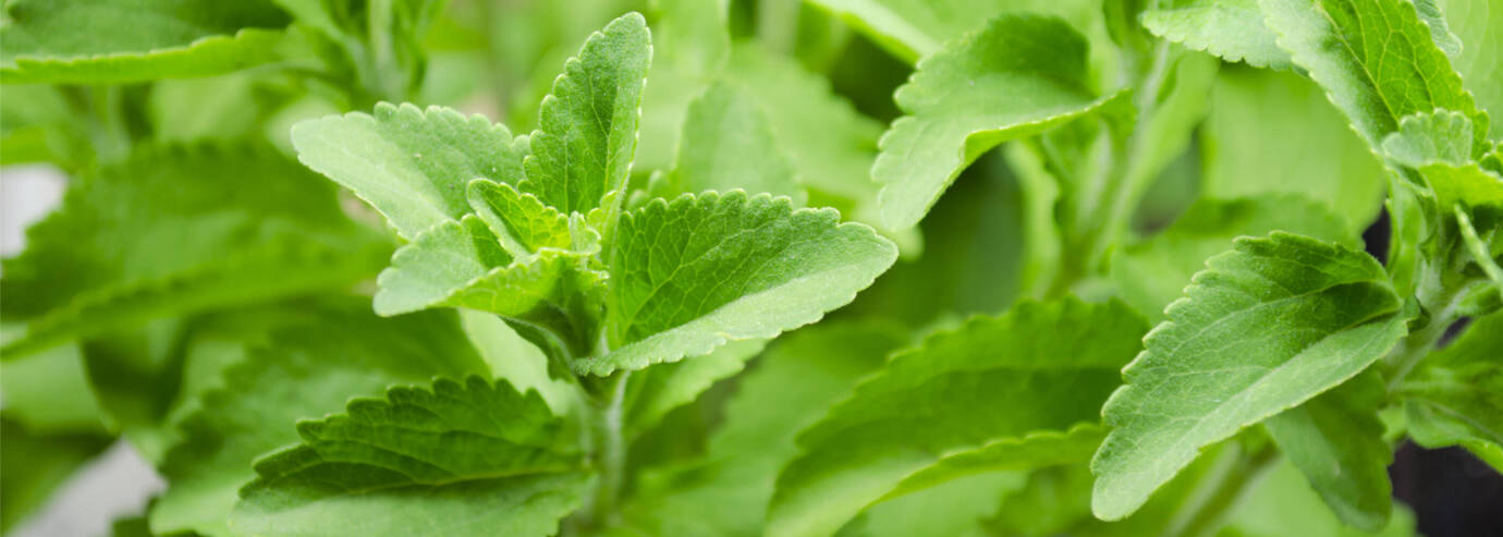 steviasweet pflanze lang